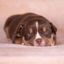 Pocket Bully Puppy looking for a new loving forever home