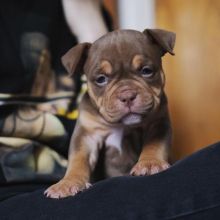 Pocket extreme bully female pups