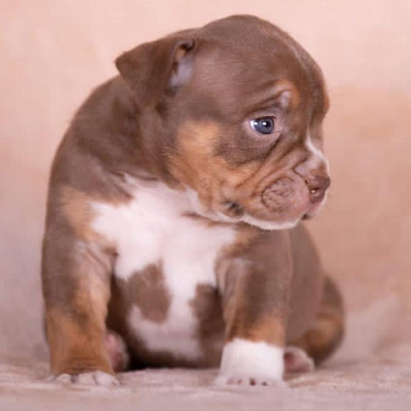 Cute and Gorgeous American Bully Puppies ready for new homes Image eClassifieds4u
