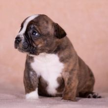 Gorgeous stunning litter of pocket bully puppies ready Image eClassifieds4U
