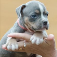 American Bully Litter of Puppies Ready Image eClassifieds4U