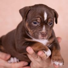 Cute and very Beautiful litter of American pocket bully pups Image eClassifieds4U
