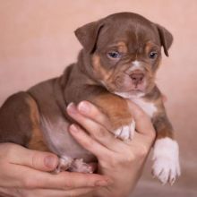 Gorgeous Pocket Bully Puppies Ready... Image eClassifieds4U