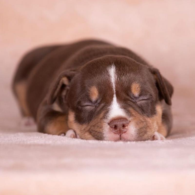 Pocket Bully Puppy looking for a new loving forever home Image eClassifieds4u