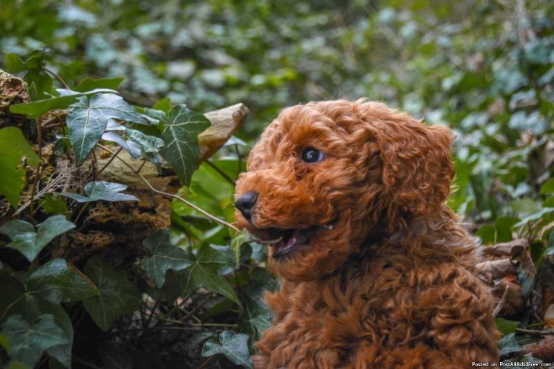 Poodle puppies from legit homes looking for adoption Image eClassifieds4u