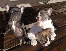 litter of lovely French bulldogs