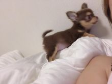 amazing chihuahua puppies for adoption
