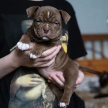 Beautiful exotic pocket bullies 12 weeks old