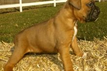 BOXER PUPPIES .. BOXER BOXER BOXER BOXER PUPPIES