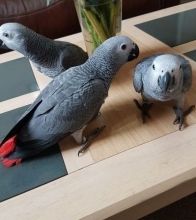 crgtrh Beautiful Congo African Grey