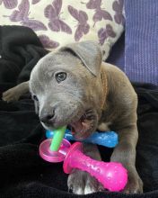 cute and adorable American blue nose pit-bull for adoption