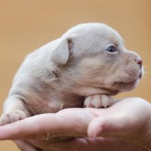 FOR SALE Champion bloodline Pocket Bullies