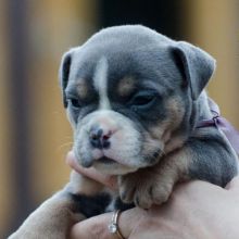 I have a beautiful pocket American bully looking for his forever family