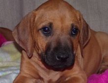 Legit Rhodesian Ridgeback puppies available