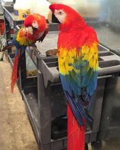 schtyn scarlet macaw Parrots