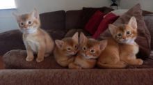 Siberian Kittens Available