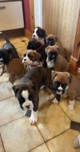 ssdgr 8 Pedigree Boxer Pups