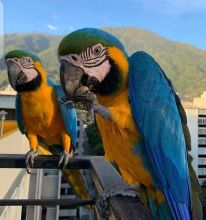xsdfdg Healthy and socialized Blue and Gold Macaw