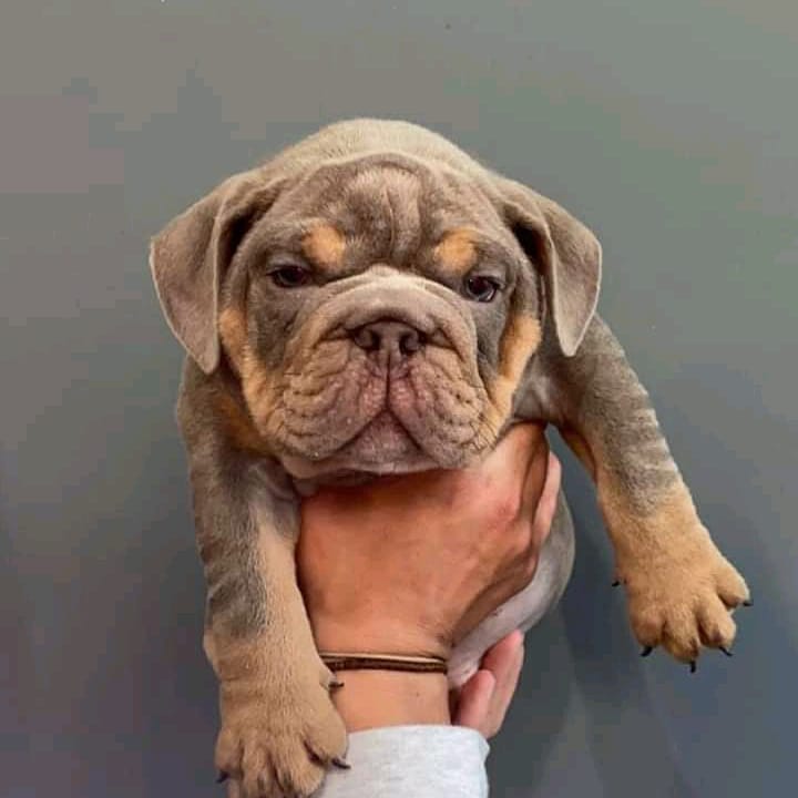 AMERICAN POCKET BULLY PUPPIES FOR SALE !! 10 WEEKS OLD Image eClassifieds4u