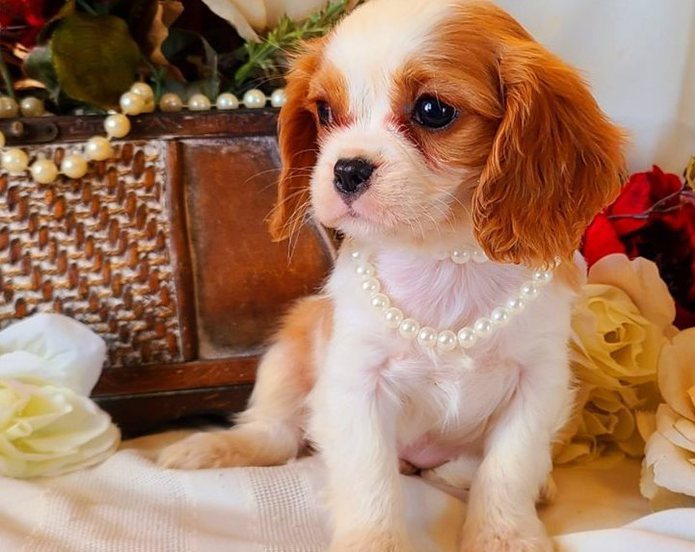 Cavalier King Charles Pups Ready Today Image eClassifieds4u