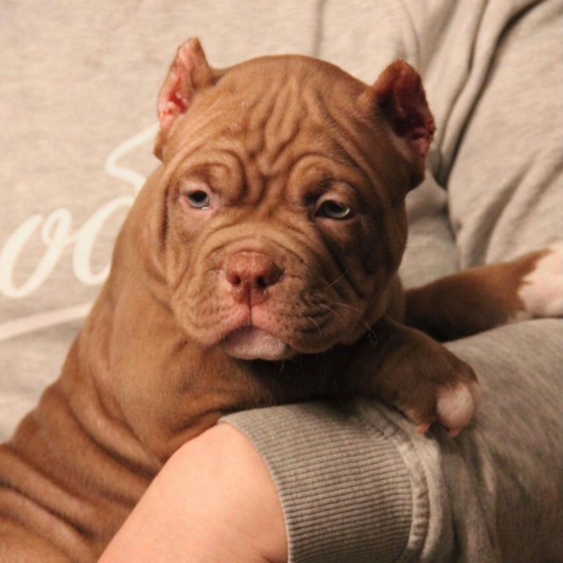 Chocolate tri female, pocket american bully. Image eClassifieds4u