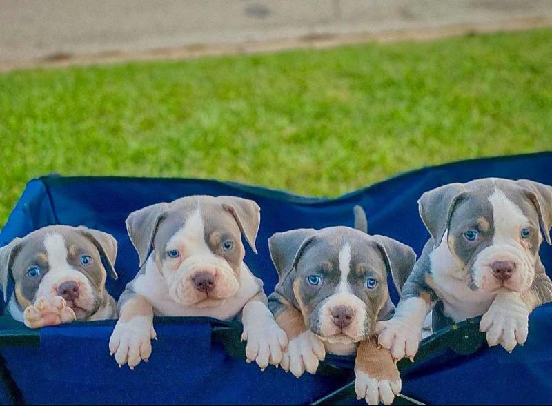 Hi i have a litter of 12 pockets 4 girls 8 boys 2 girls Image eClassifieds4u