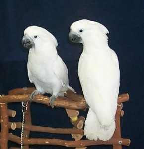 Lovely Pair of Umbrella atoos Image eClassifieds4u