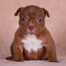 American bully baby girl.12 weeks old and she is a wonderful pet with papers. Image eClassifieds4U