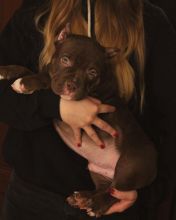 American Pocket Bully puppies for reservation. Image eClassifieds4U
