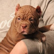 Chocolate tri female, pocket american bully. Image eClassifieds4U