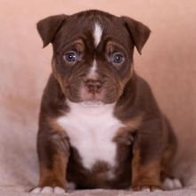 Cute Pocket Bully puppies Ready for their forever homes Image eClassifieds4U