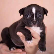 My two gems new litter of American Pocket/Micro Bullies Image eClassifieds4U