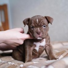 American pocket bully/micro size stocky and compact carrying a nice amount of muscle Image eClassifieds4U