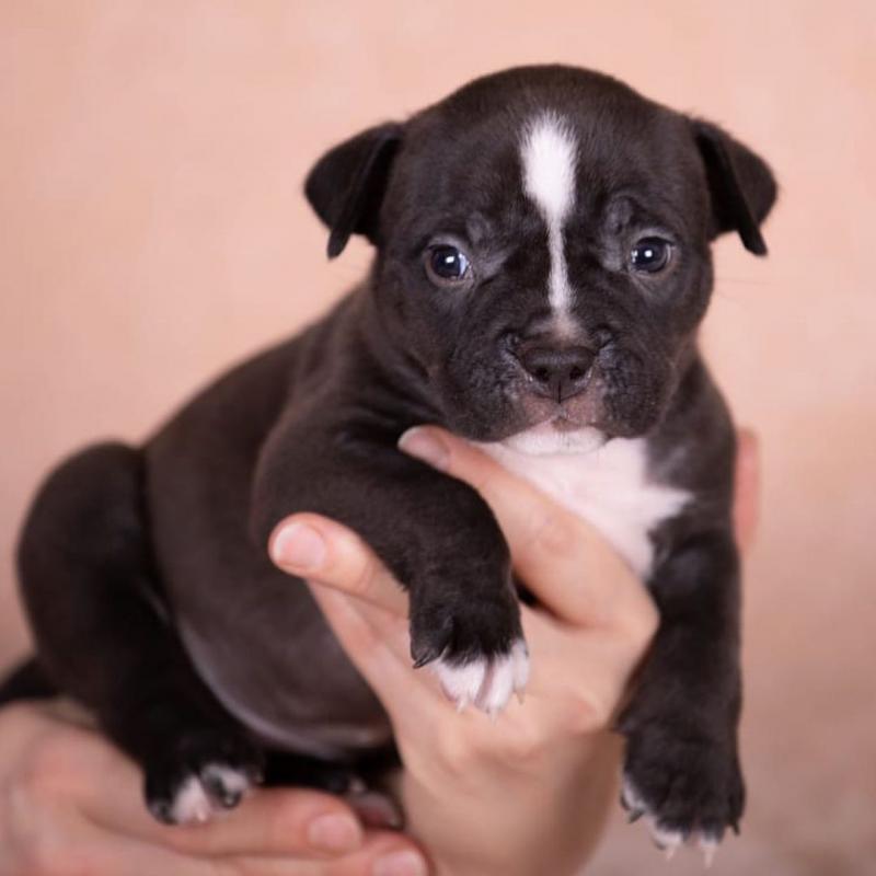 My two gems new litter of American Pocket/Micro Bullies Image eClassifieds4u