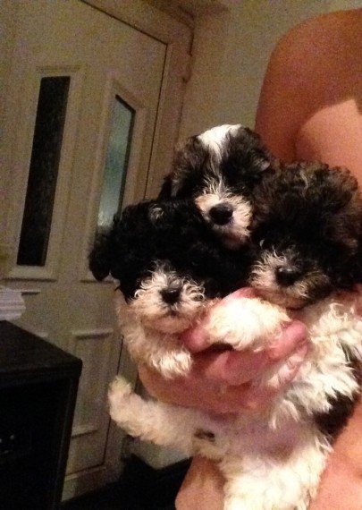 Shih-Poo Puppies for Shih-Poo Lovers ( CONTACT ON EMAIL PROVIDED ) Image eClassifieds4u