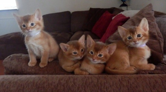 Siberian Kittens Available Image eClassifieds4u