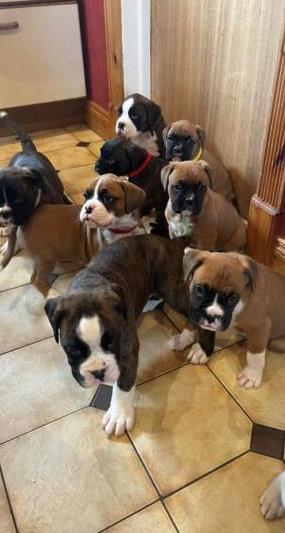 ssdgr 8 Pedigree Boxer Pups Image eClassifieds4u