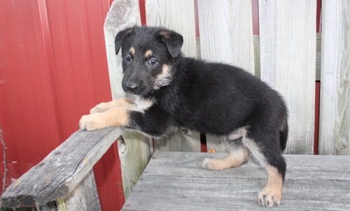 German Shepherd puppies for adoption text us (onellabetilla@gmail.com) Image eClassifieds4u