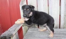 German Shepherd puppies for adoption text us (onellabetilla@gmail.com)