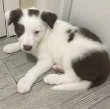 Adorable border collie puppies for adoption