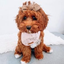 Adorable cavapoo puppies for adoption