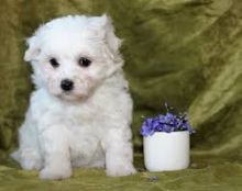 Adorable outstanding Maltese puppies.text us (onellabetilla@gmail.com)