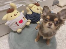 amazing chihuahua puppies for adoption
