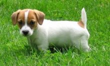 Gorgeous Jack russell puppies for sale text us (onellabetilla@gmail.com)