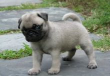 I have 2 Pug puppies.text us (onellabetilla@gmail.com)