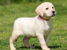 Labrador Retriever puppies for sale .text us (onellabetilla@gmail.com)