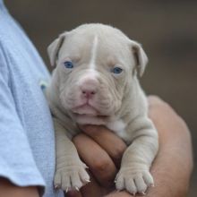 Pit Bull puppies Male and Female Puppies available text us (onellabetilla@gmail.com)