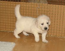 pretty golden retriever puppies for adoption