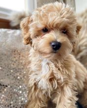 Smart maltipoo puppies for adoption.