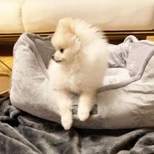 smart teacup pomeranian puppies for adoption,